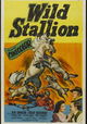 Wild Stallion