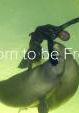 Born to Be Free