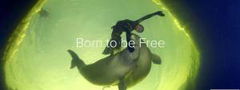 Born to Be Free (2016)