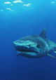 Why Sharks Attack