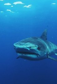 Why Sharks Attack (2014)