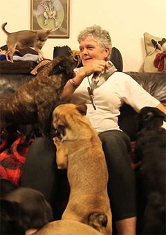 41 Dogs in My Home (2015)