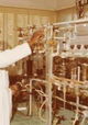 Kemtiyu, Cheikh Anta