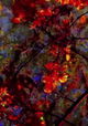 Traces of Garden
