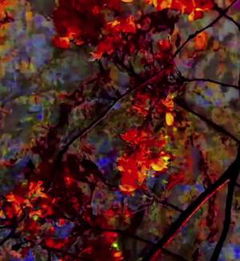 Traces of Garden (2016)