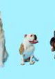 How Dogs Got Their Shapes