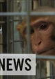 Inside the Monkey Lab