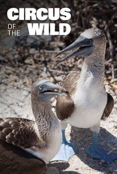 Circus Of The Wild (2018)