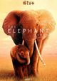 The Elephant Queen