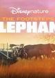 In the Footsteps of Elephant
