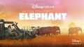 In the Footsteps of Elephant
