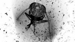 The Death of an Insect (2010)