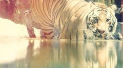 Big Cat Games (2015)