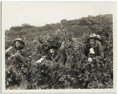 Goofs and Saddles (1937)