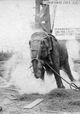 Electrocuting an Elephant