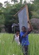 Makongo