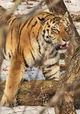 Big Five Asien - Der Amurtiger