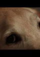 Beautiful Dogs