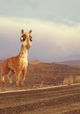 Caminandes: Llama Drama
