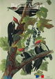 Birds of America