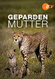 Gepardenmutter