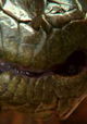 Anaconda: Silent Killer