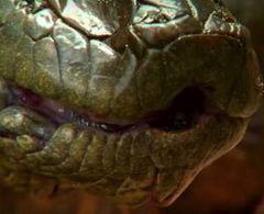 Anaconda: Silent Killer (2014)