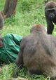 Bama der Gorillamann