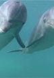 Dolphins