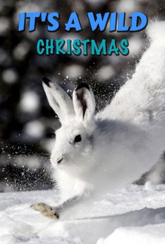It's A Wild Christmas (2018)