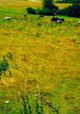 Jonas in the Fields