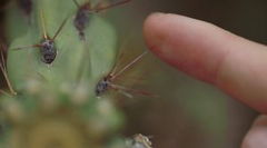 The Sense of Feeling (2015)