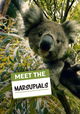 Meet The Marsupials