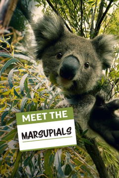 Meet The Marsupials (2020)