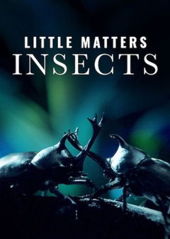 Little Matters: Insects (2014)