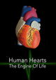 Human Hearts: The Engine of Life