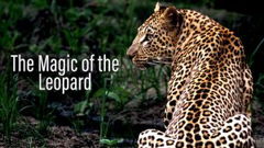Die Magie des Leoparden (2012)