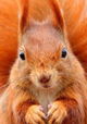 Secrets of Squirrels