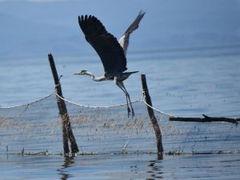 Untamed Albania (2018)