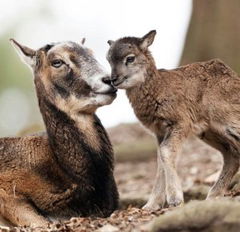 Corsica: Mountains in the Sea (2019)