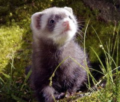 Lungau - Wildnis im Herzen der Tauern (2017)