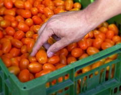 Urban Farming (2021)