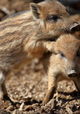 Wildschweine - Das Comeback