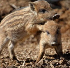 Wildschweine - Das Comeback (2018)