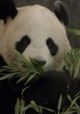 De kleine reuzenpanda vliegt uit
