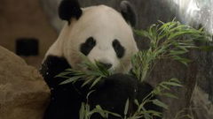 De kleine reuzenpanda vliegt uit (2022)