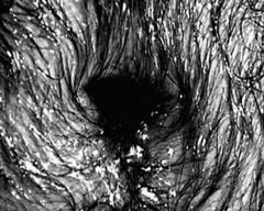 La Tempesta (2003)
