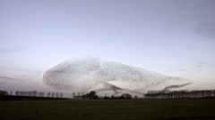 The Mystery of MS (2023)