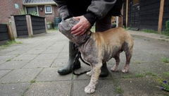 Ik ben hier voor het dier (2023)