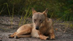 In Wolf Country (2023)